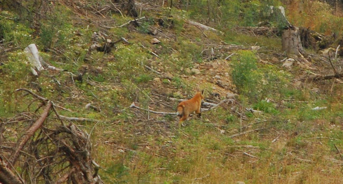 Bild 13: Diesem Fuchs war die menschliche Begegnung nicht ganz geheuer