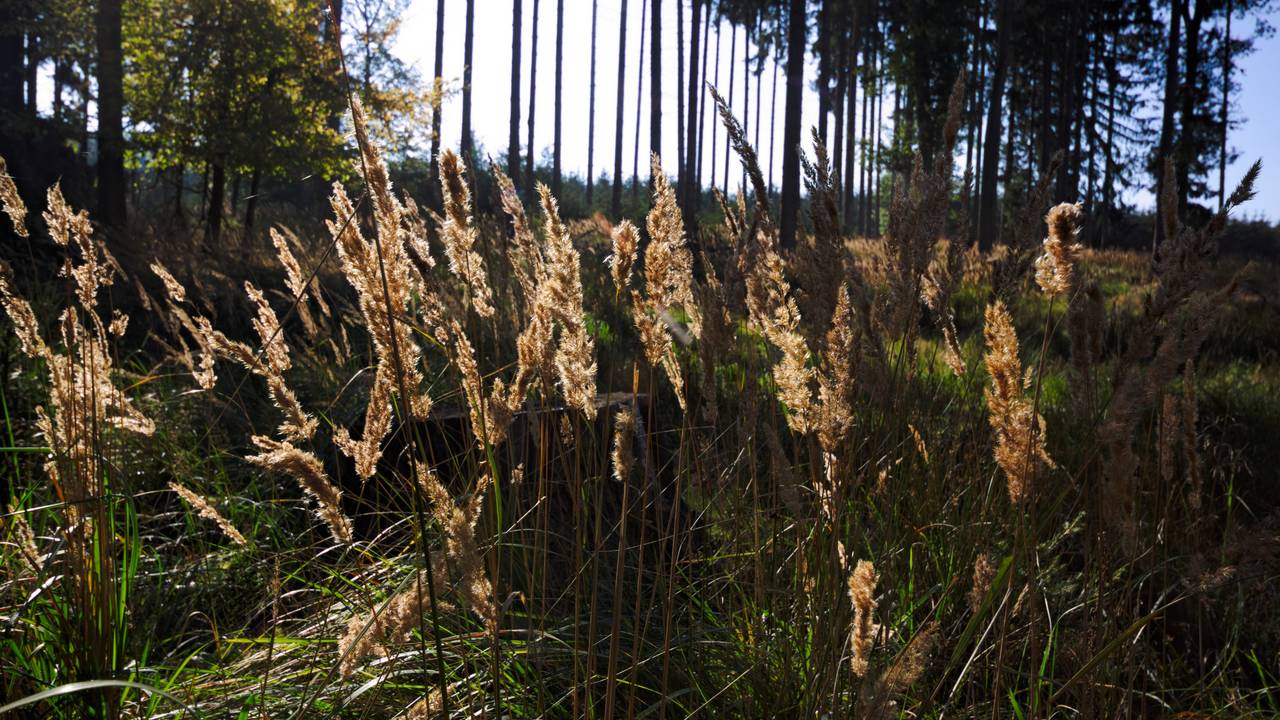 Grasähren im Gegenlicht