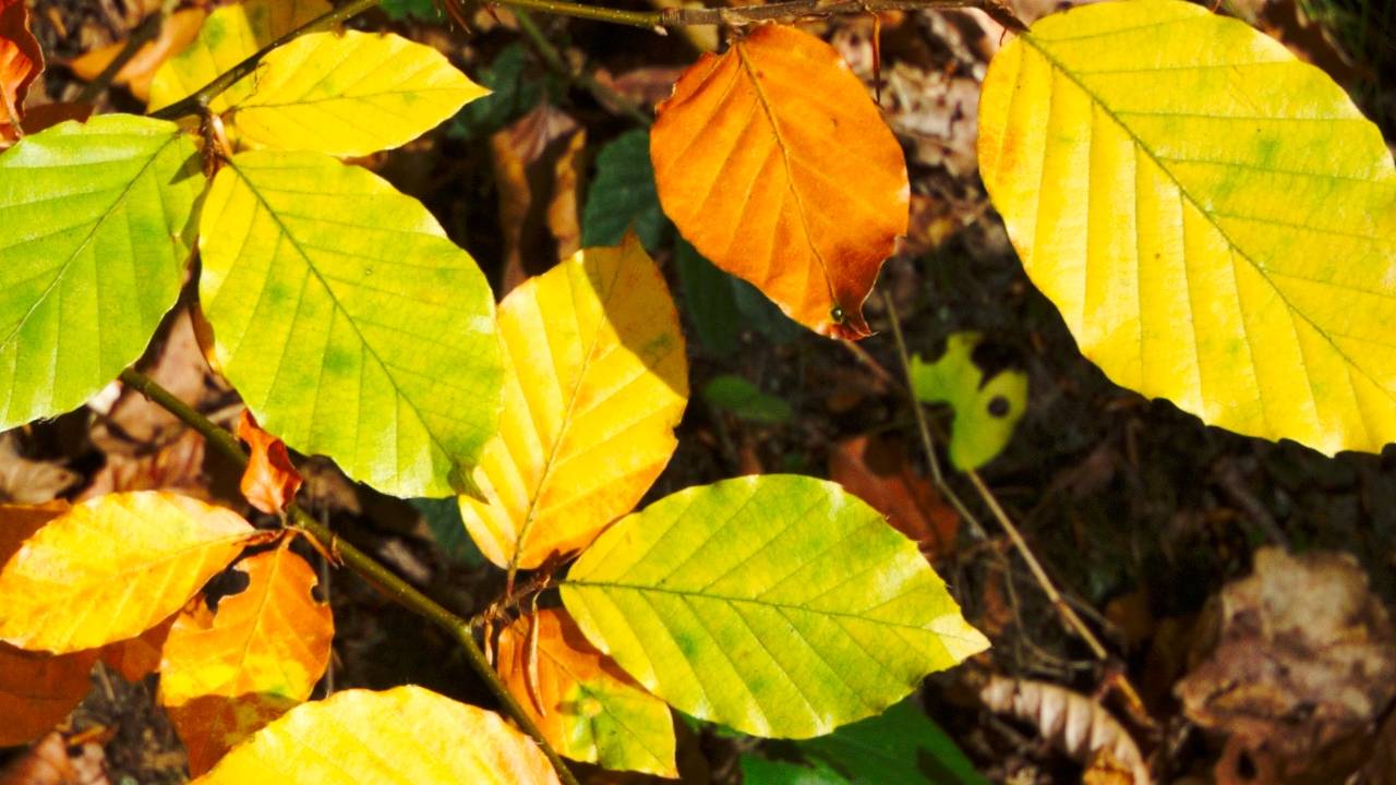 Der Maler Herbst geht durch das Land