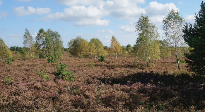 Heide bei Schneverdingen Heide bei Schneverdingen