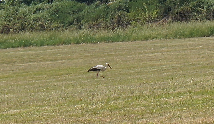 Ein Storch auf der Wiese