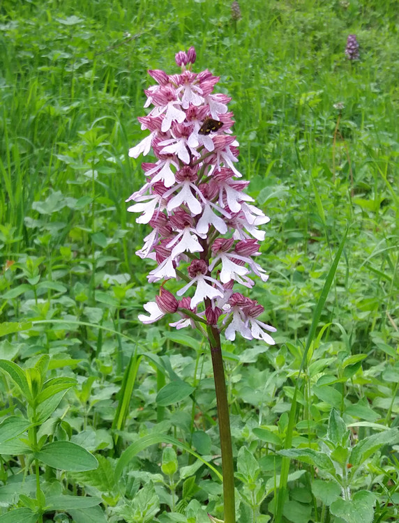 Purpurnes Knabenkraut