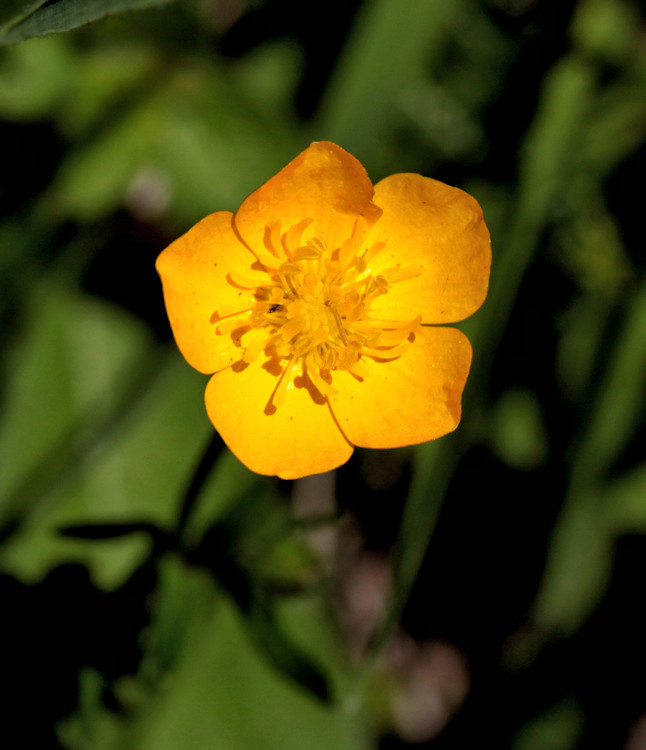 Weniger prominente Blüten leuchten auch