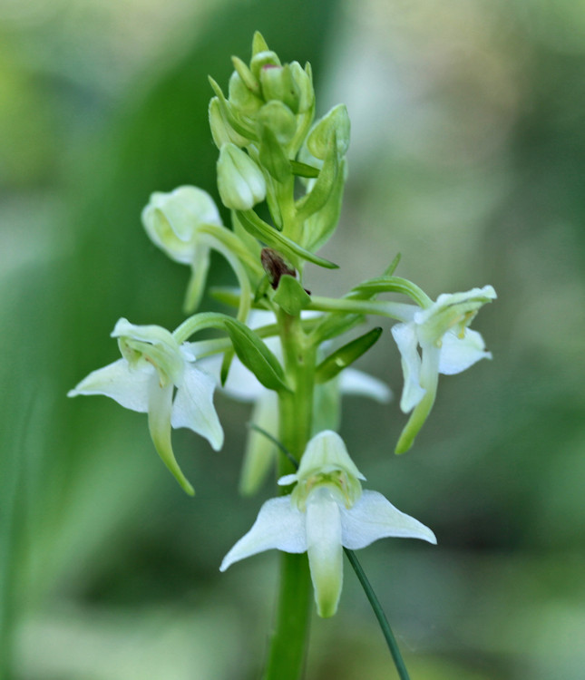Bleiche Waldhyazinthe