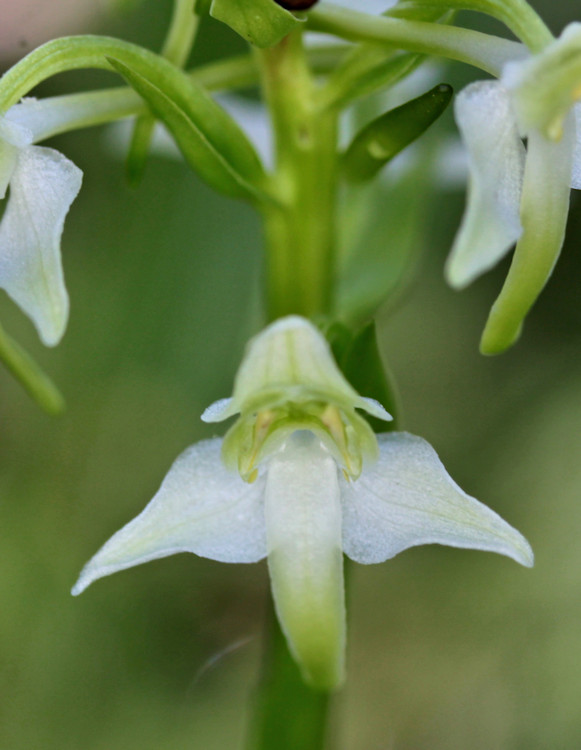 Bleiche Waldhyazinthe - Detail