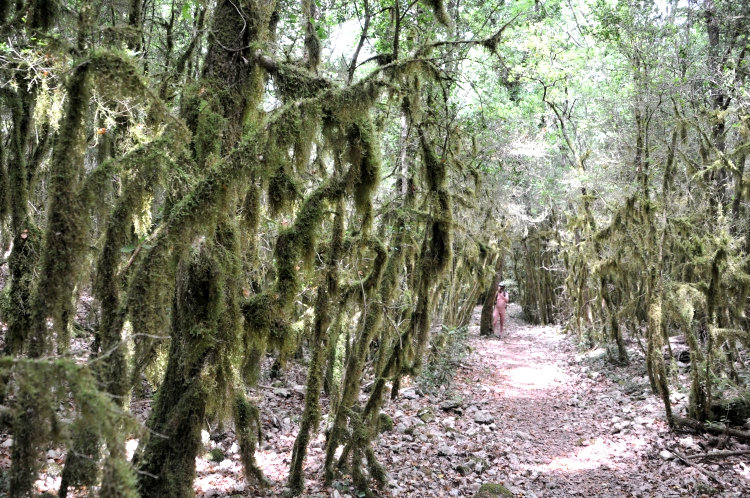 Im Zauberwald …