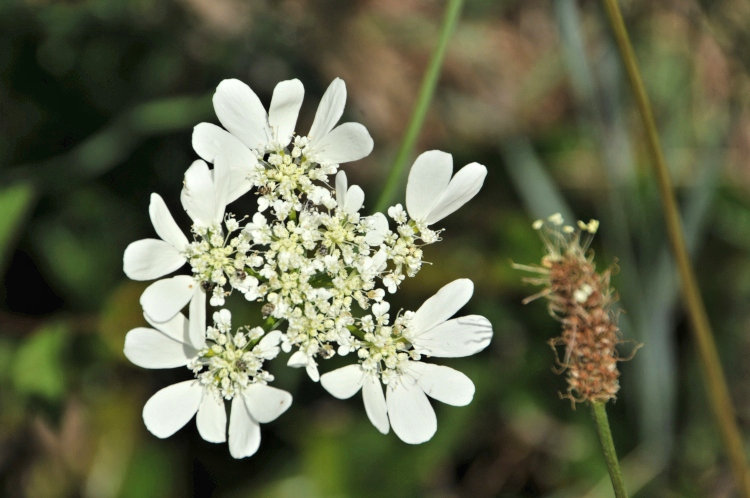 Die Flora begrüßte uns prächtig blühend