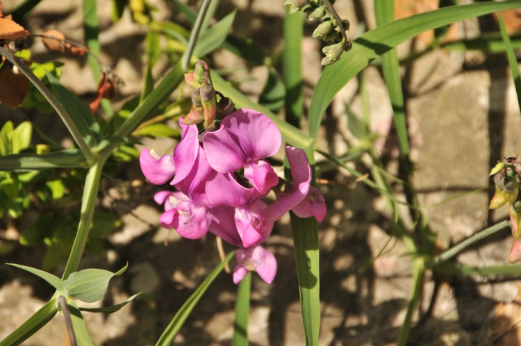Immer wieder erfreuten uns prächtige Blüten wie diese Orchidee am Wegesrand