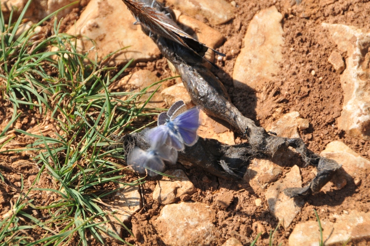 Fliegende Schönheiten begrüßten uns