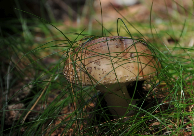 und am Boden tarnt sich ein Pilz