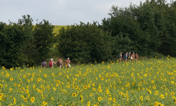 Zwischen Sonnenblumenfeldern