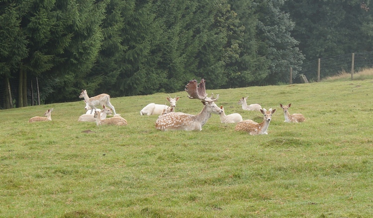 Am Damwildgehege soll Ruhe herrschen. Diese Aufforderung konnte allerdings unser nackter Hundebesitzer nicht recht erfüllen.