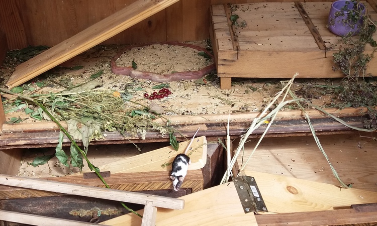 Ein Blick ins Mäusehaus
