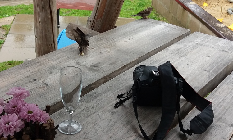 Spatzen auf dem Tisch verputzen die Brotkrümel
