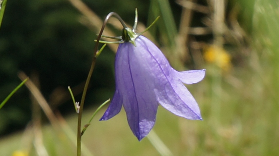 Blaue Glöckchen am Wegesrand