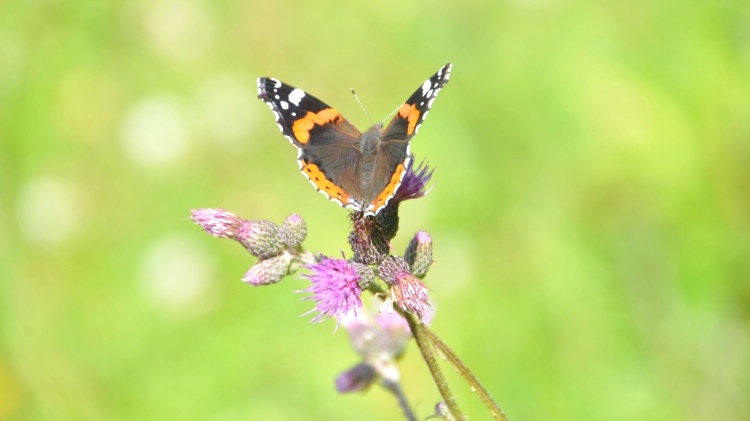 Admiral (Vanessa atalanta)