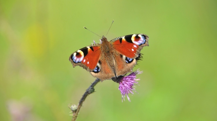 Tagpfauenauge (Aglais io)