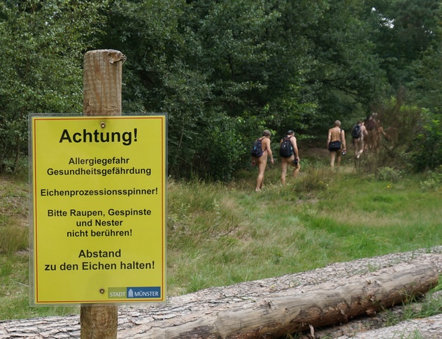 Warnung vor dem Eichenprozessionsspinner