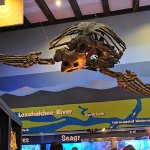 201802 006 loggerhead-marine-life-center1