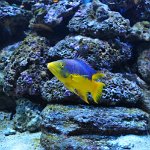 201802 006 loggerhead-marine-life-center2