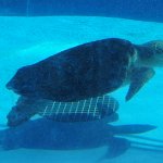 201802 006 loggerhead-marine-life-center3