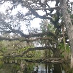 201802 008 fisheating-creek1