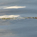 201802 008 fisheating-creek2