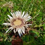 [de]Eine Silberdistel am Wegesrand[en]A silver thistle by the wayside