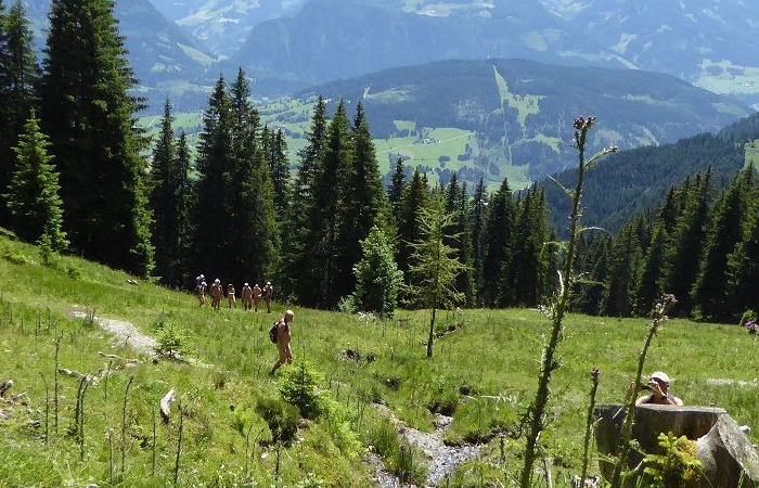 Eine Bergwiese mit vielen Blumen