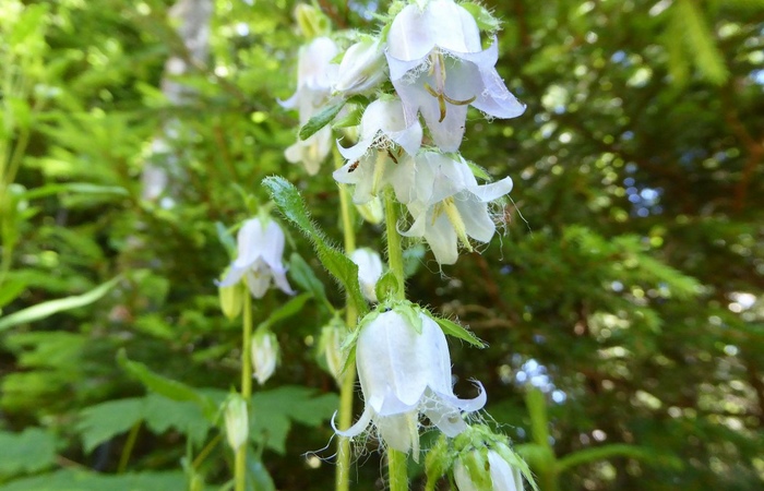 Prächtige Blumen-Vielfalt