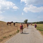 [de]Magere Pferdeweide[en]Lean horse pasture