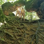 [de]Kleines Prebischtor auf Wurzelgrund[en]Small Prebisch Gate on Root Ground