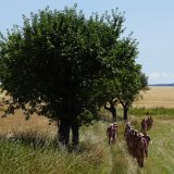 20190724-Acker-und-Wiese