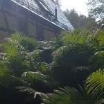 Farn-Garten