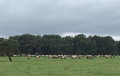 Wildpferdland