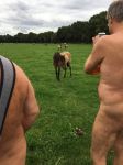 Wildpferd