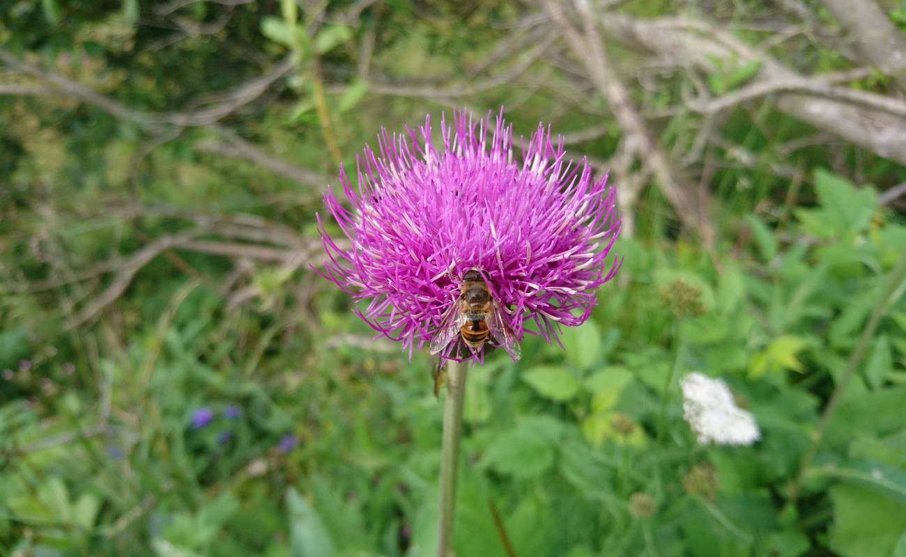Der Montag bescherte uns stabiles Wetter, so dass auch die Bienen wieder ihrer Arbeit nachgehen konnten