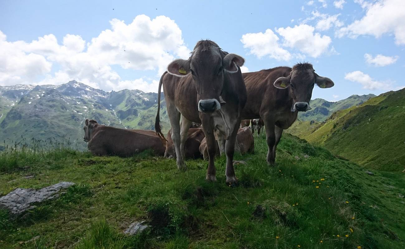 Und die Gipfelrinder mussten auch keinen Schutz vor Regen mehr suchen