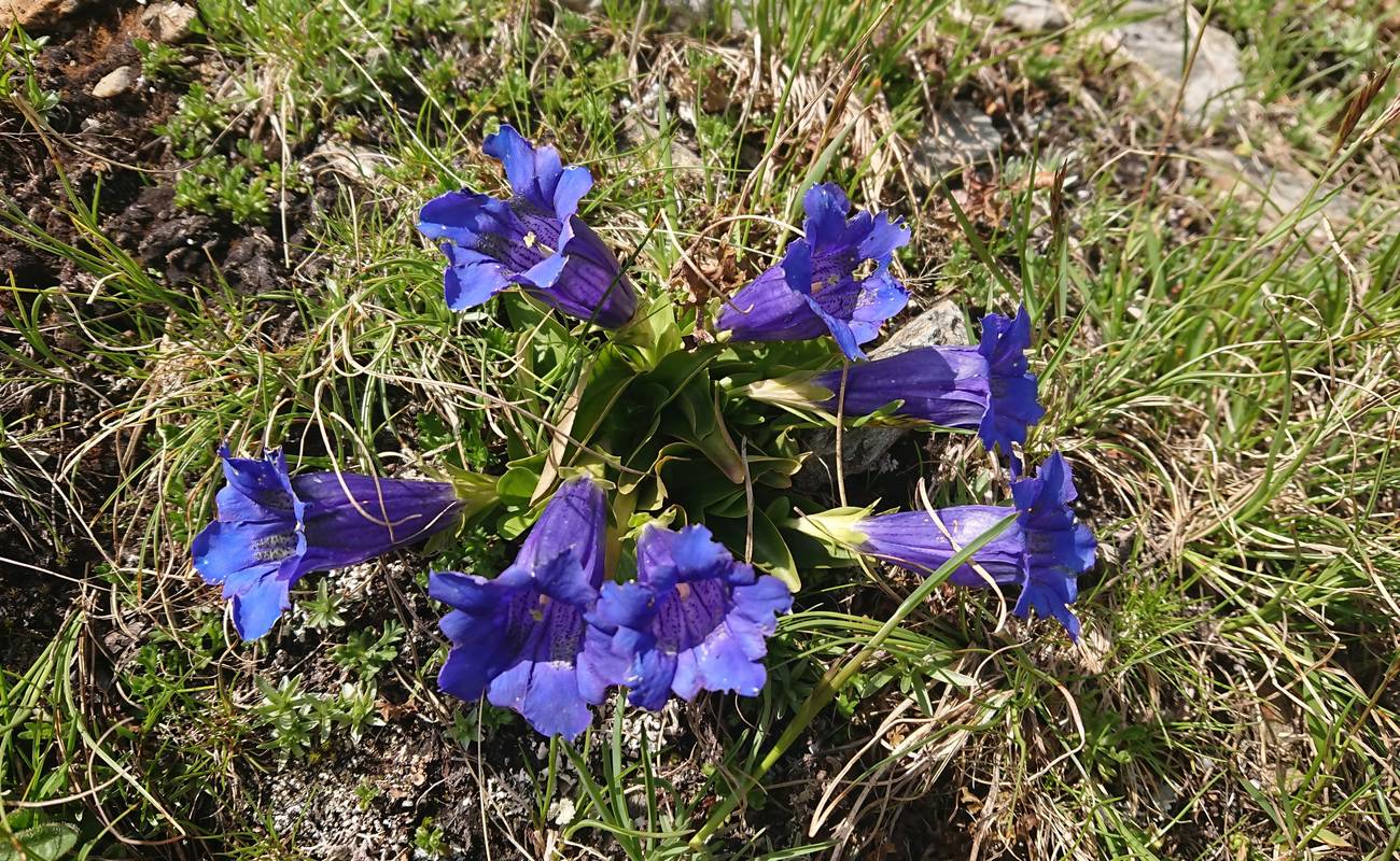 Blau, blau, blau blüht der Enzian