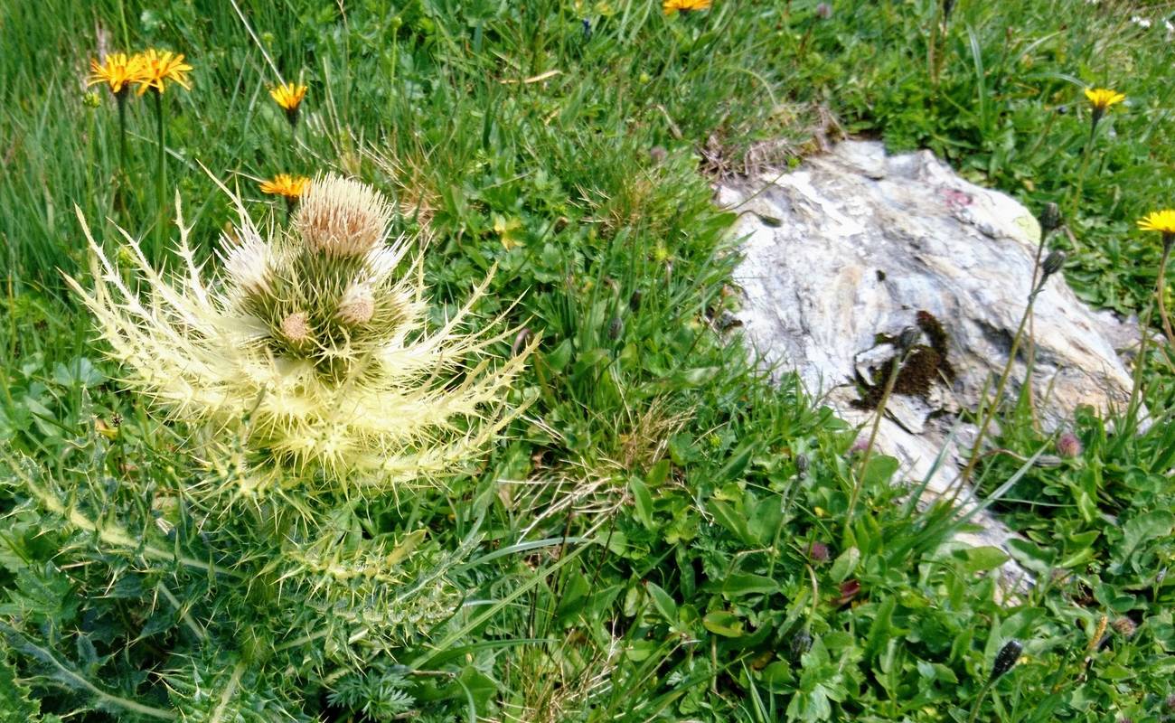 Eine Wunderblume auf der Wiese