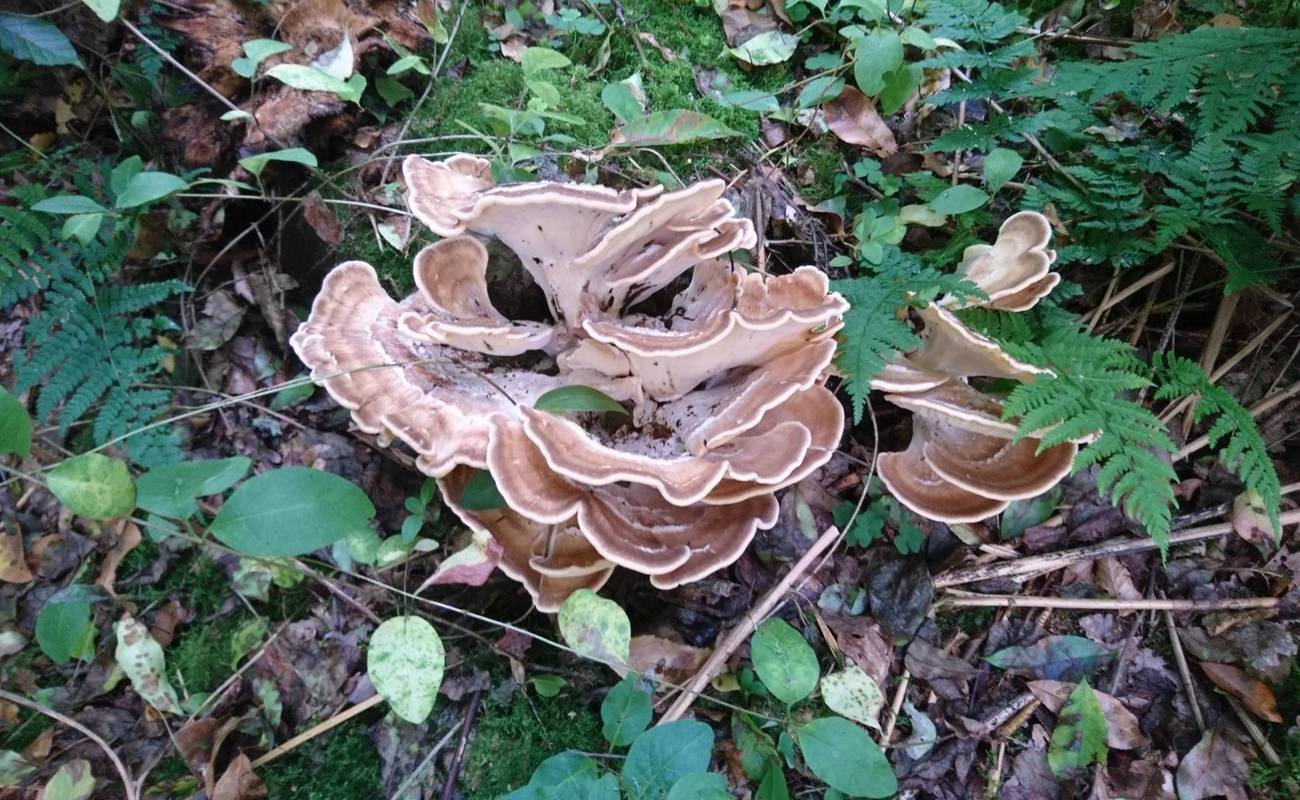 Zusammen mit Moos bewohnt ein Pilz den modernden Baumstumpf