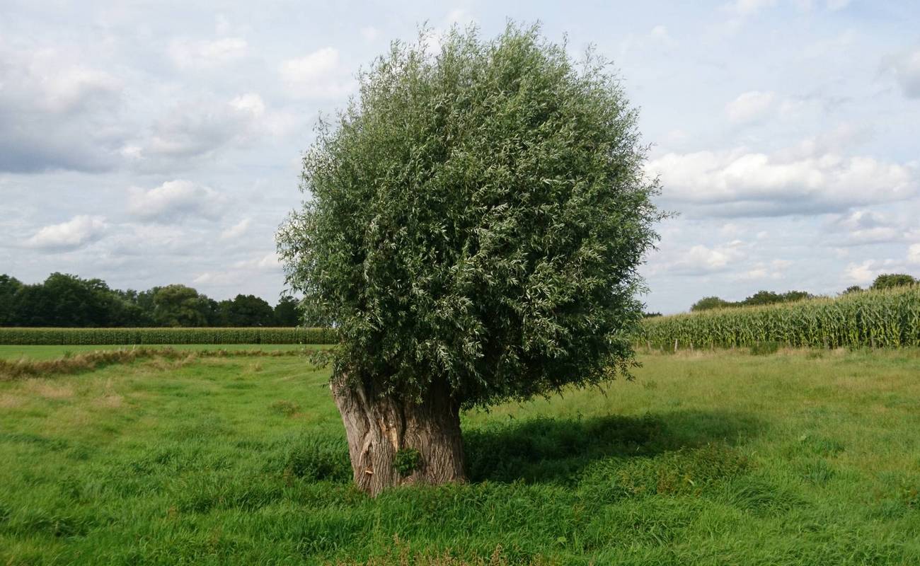 Sie hat sich dem häufigen Westwind lange entgegen gestellt, ist nun in Ruhe versunken und in sich gekehrt: Eine alte Weide auf einer Wiese