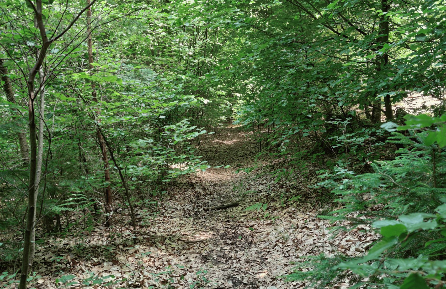 3/8 Die schmalen Pfade im Wald waren teils nur am etwas niedergetretenen Laub erkennbar