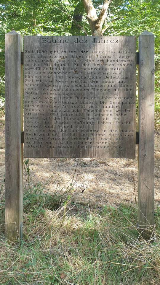 Hohe Mark 46/51 Die „Allee der Bäume des Jahres“ führt zum Galgenberg, auf dem der Feuerwachturm steht