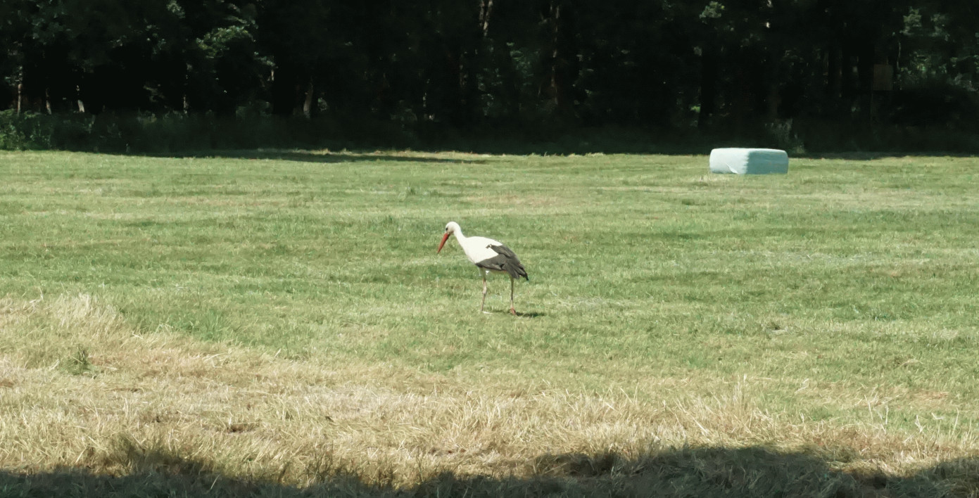 12(14) Dafür stolzierte ein Storch in geringer Entfernung über die Heuwiese und suchte nach Nahrung - die in der Wiese ruhenden Radler wurden aber von Schnabelpickern verschont