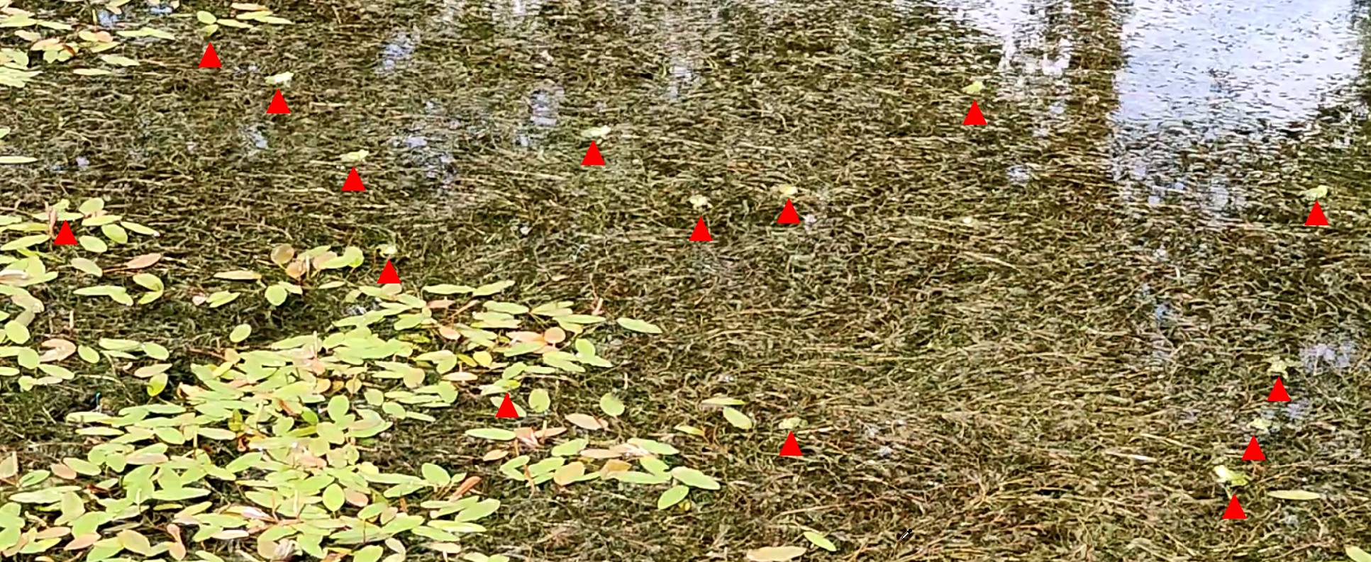 12(15) Im Froschteich geht es hoch her: Die Froschdichte und damit der Konkurrenzdruck ist hoch.