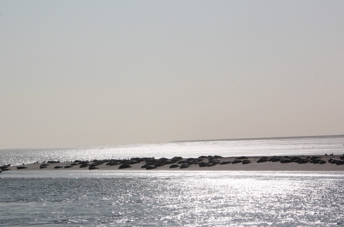 Seehundbank im Wattenmeer