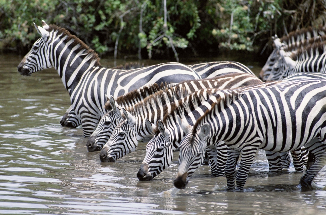 Zebras