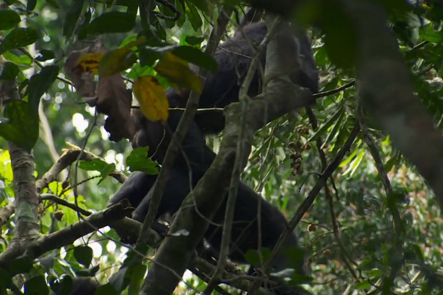 Bonobo-Sex in der Baumkrone - gut festhalten ist wichtig Bonobo-Sex in der Baumkrone - gut festhalten ist wichtig