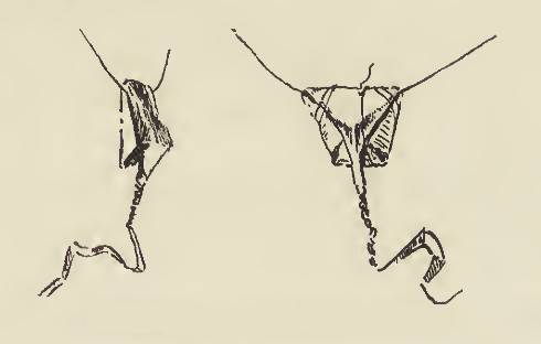 Die »Kleidung« bei Bakairi-Frauen. Angesichts der Maße von 3 bis 6 cm Kantenlänge ist es offenkundig, dass das dreieckige Stück Rindenbast dem Verschluss dient und nicht der Bedeckung. Die »Kleidung« bei Bakairi-Frauen. Angesichts der Maße von 3 bis 6 cm Kantenlänge ist es offenkundig, dass das dreieckige Stück Rindenbast dem Verschluss dient und nicht der Bedeckung.